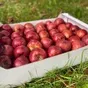 яблоки свежие, сорт ред джонапринц в Калининграде и Калиниградской области 2