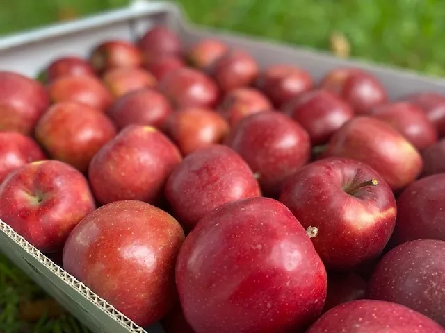 яблоки свежие, сорт ред джонапринц в Калининграде и Калиниградской области