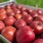 яблоки свежие, сорт ред джонапринц в Калининграде и Калиниградской области