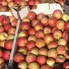 яблоко от производителя в Гвардейске