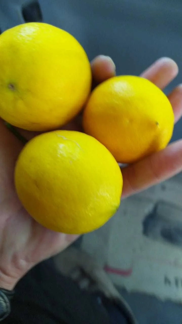 мандарины,лимоны из Абхазии. в Калининграде 2