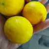 мандарины,лимоны из Абхазии. в Калининграде 2