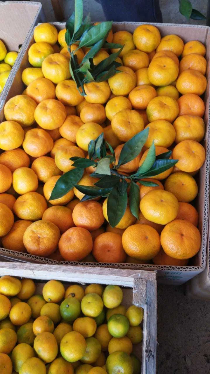 мандарины,лимоны из Абхазии. в Калининграде
