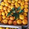 мандарины,лимоны из Абхазии. в Калининграде