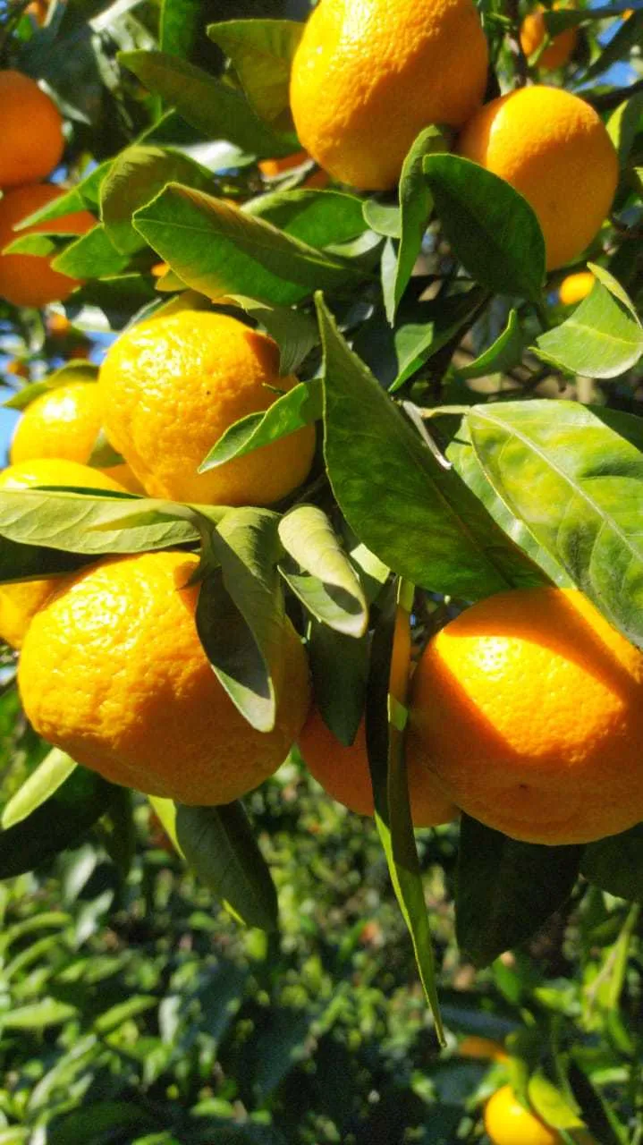 мандарины,лимоны из Абхазии. в Калининграде 3