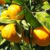 мандарины,лимоны из Абхазии. в Калининграде 3